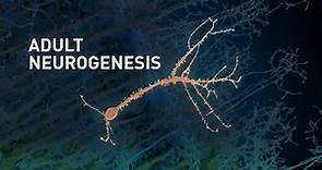 Adult Neurogenesis: adult-born neurons in the human brain