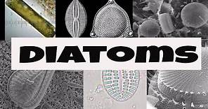 What are Diatoms?