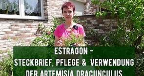 Estragon - Steckbrief, Pflege & Verwendung der Artemisia dracunculus