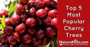 Top 5 Most Popular Cherry Trees | NatureHills com