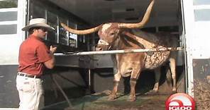 Texas Longhorns Mascot-Bevo