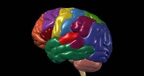 Brain Anatomy and Functions | Nucleus Health