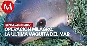 Operación milagro: la última vaquita del mar | Especiales Milenio