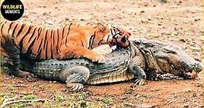 30 Moments Tiger Vs Crocodile Real Fight In Animal World