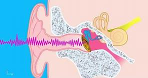¿Cómo funciona el oído? - Anatomía del oído