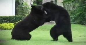 Two Bears Brawling in Florida Neighborhood Caught On Video
