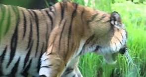 La Tigre del Bengala