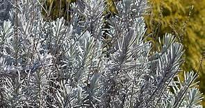 Fred Boutin Lavender, Lavandula intermedia | High Country Gardens