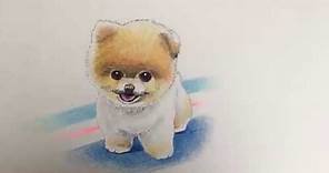 Drawing a Pomeranian from Scratch with Color Pencils