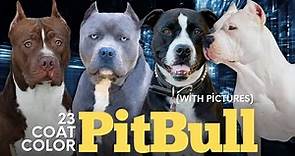 Pitbull Colors: 23 Coat Color Variations Explained (With Pictures)