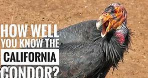California Condor || Description, Characteristics and Facts!