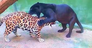 Como nacen las panteras negras - epic wild animal battles