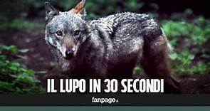 Tutto ciò che c'è da sapere sul lupo italiano in 30 secondi