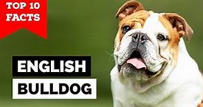 English Bulldog - Top 10 Facts