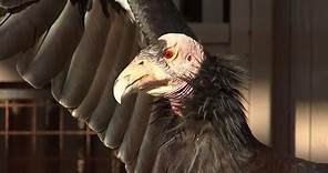 21 Endangered California Condors Die From Avian Flu