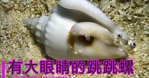 我国奇妙海水生物，有大眼睛的跳跳螺--凤凰螺