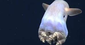 Facts: The Dumbo Octopus