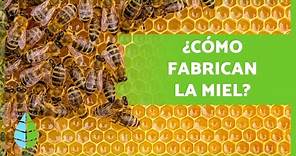 ¿Cómo hacen la MIEL las ABEJAS? 🍯🐝 (Producción + Extracción de los Panales)