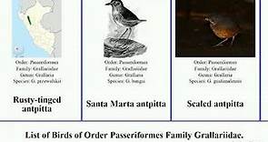 Birds of Order Passeriformes Family Grallariidae Antpitta Chestnut-crowned antpitta