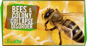 What's Happening to Honey Bees?