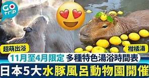 水豚君賣萌地圖｜5大日本水豚風呂動物園推介 冬天必睇超萌水豚