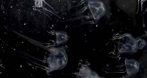 RAW VIDEO: New 24 Eyed Box Jellyfish Species Discovered In China