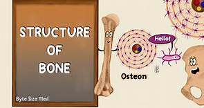 Structure of Bone | Lamellar Bone | Compact and Cancellous Bone | Bone Histology