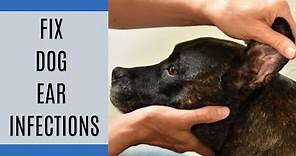 How to fix dog ear infections