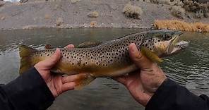 Top Lure for Wild River Brown Trout! - Winter Trout Fishing Tips