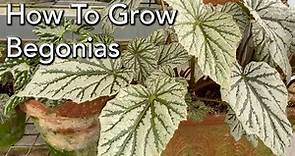 How To Grow Begonias - Begonia Plant Care- Light, Watering & Fertiliser for all types of Begonias.