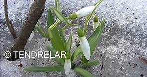 BOTANY : Snowdrop, a plant that grows through the snow