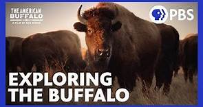The American Buffalo | Exploring the New Documentary from Ken Burns | PBS
