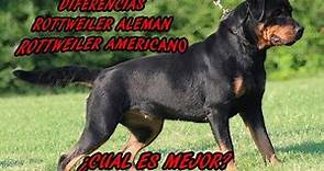 Diferencia entre el Rottweiler Aleman y el Americano | JuanesRFC_DogsTV