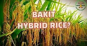Increase Farmers' Yield and Income | Hybrid Rice Farming in the Philippines