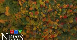 Drone footage captures beautiful fall foliage from high above Ontario’s Ganaraska Forest