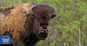 El bisonte americano. Wood Buffalo - Documental Completo