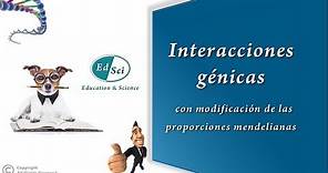 Interacciones génicas - Epistasis 🧬💯✅