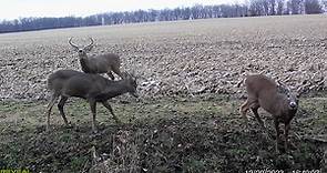 Rut Report Facts: Once you... - North American Deer Hunter