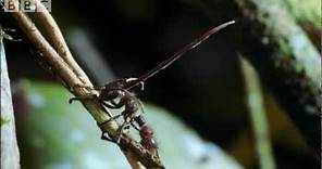 Cordyceps: attack of the killer fungi - Planet Earth Attenborough BBC wildlife