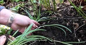 Propagating snowdrops (Galanthus) by bulb division