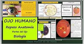 Estructura y Partes del OJO. Anatomía del Globo Ocular. Biología 3 ESO.