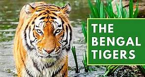 All About Royal Bengal Tiger | Documentary and Facts about Bengal Tiger | Indian tigers