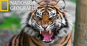American Tiger (National Geographic) / HD