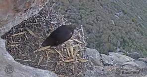 Cámara en nido de águila real - El primer vuelo