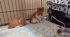 Love & Hisses - Meet the new fosters! The video is on the...