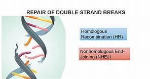 DNA Double Strand Breaks And Repair Systems Part 2