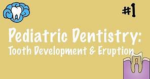 Pediatric Dentistry | Tooth Development and Eruption | INBDE, ADAT