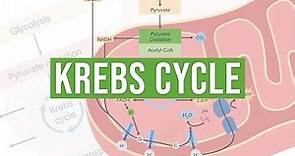 The Krebs Cycle | Molecular and Cell Biology
