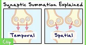 Temporal And Spatial Summation In Neurons Explained (With Passive Membrane Properties) | Clip