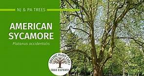 American Sycamore: Description, Growing Conditions, Pests & More | Organic Plant Care LLC